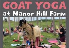 Goat Yoga Poster Photo