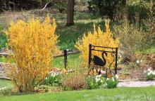 Cutting Garden at Ladew Topiary Gardens  Photo
