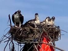 Ospreys in Nest Photo