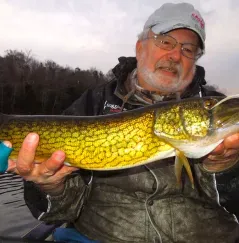 Pickerel