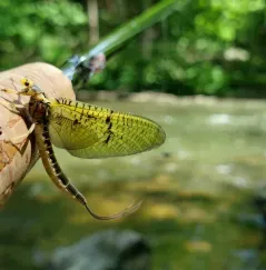 Fly