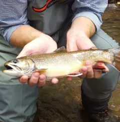 Brook Trout