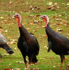 Turkey
