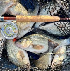 White Perch