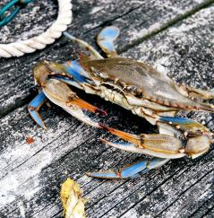 Maryland Blue Crab