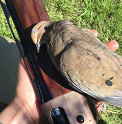 Dove Hunting in MD