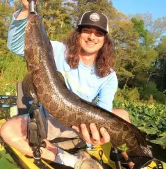 Chesapeake Channa