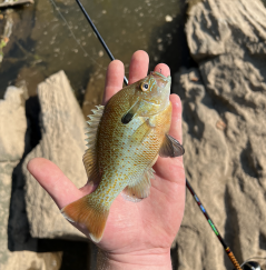 Maryland's Panfish