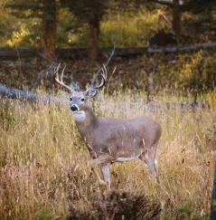 White-tailed Hunt