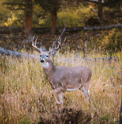 The Maryland White-tailed Hunt White-tailed Hunt