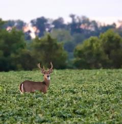 Deer Hunting Maryland: A Breakdown of the Seasons MD Deer Hunting