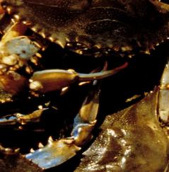 Bushel of blue crabs