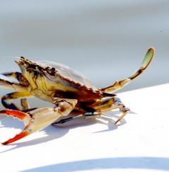 Crab