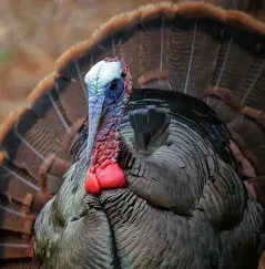 Spring Turkey
