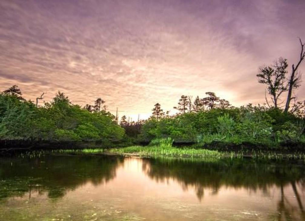 Zekiah Swamp at Sunset