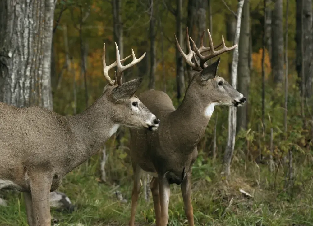 2 deer by the edge of the woods