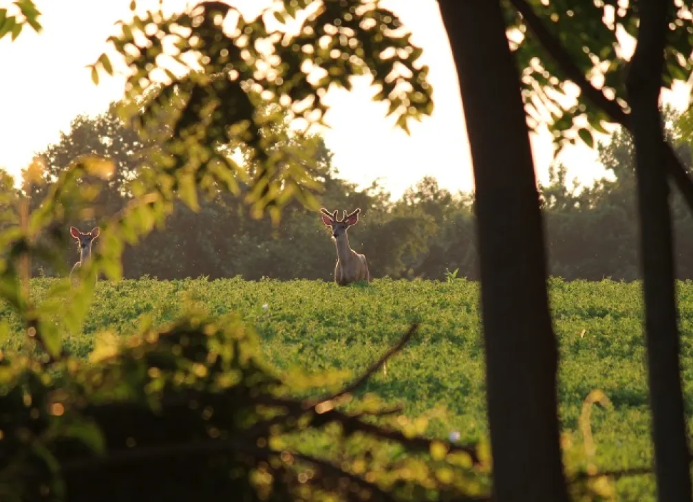 White Tail Deer in the Woods