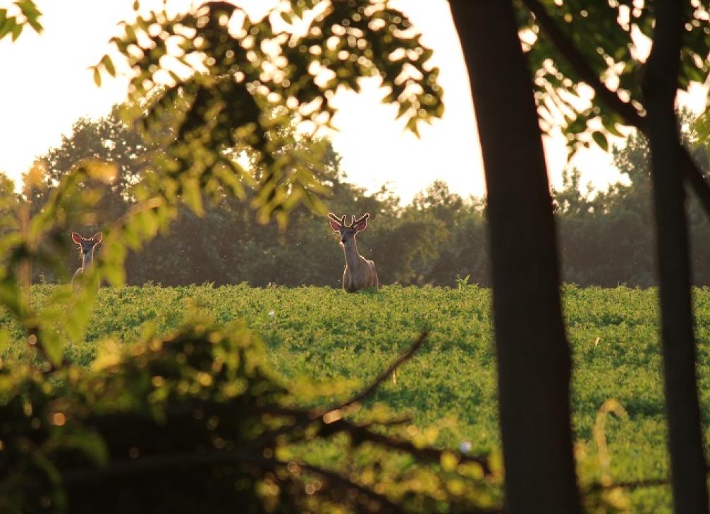 White Tail Deer in the Woods