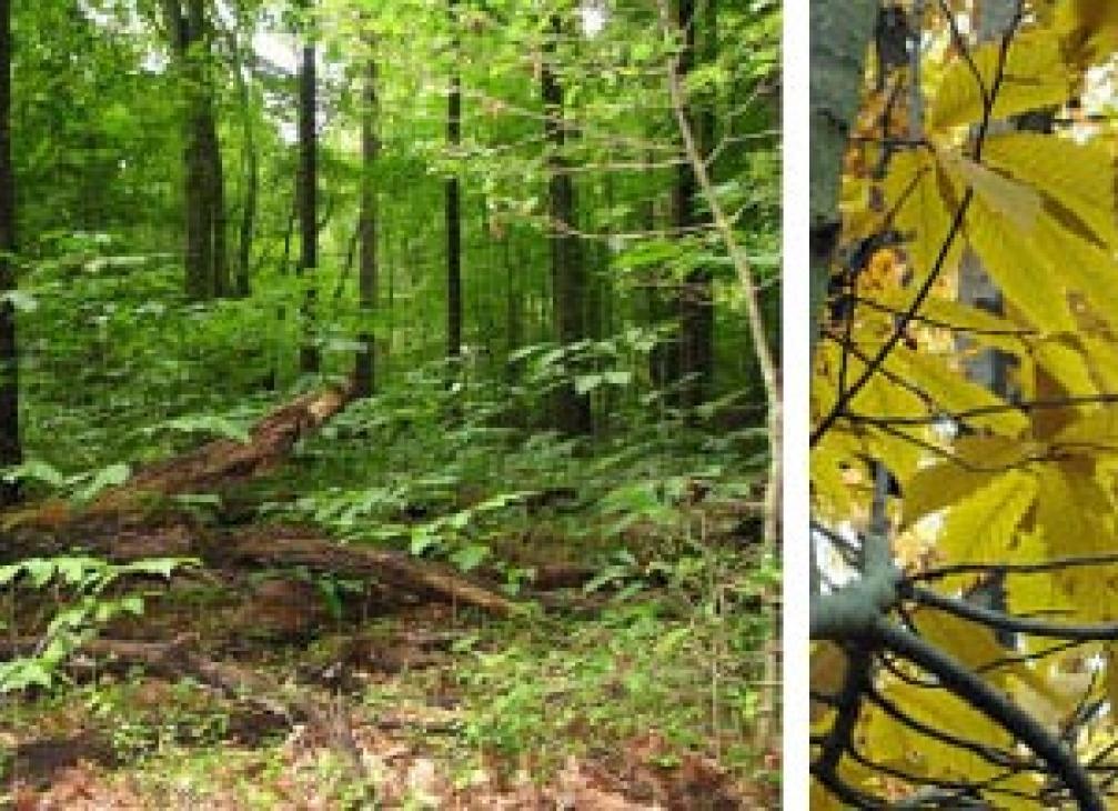 American Chestnut Trees