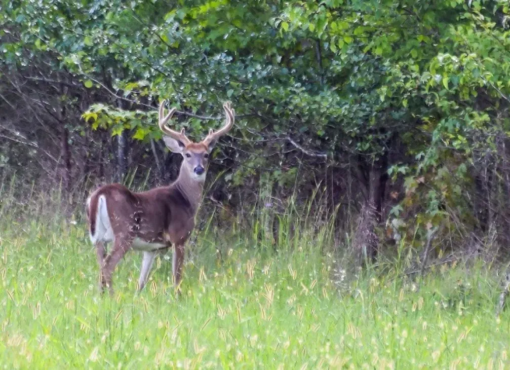 Deer at the edge of the woods