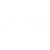 Crappie