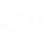 Flounder