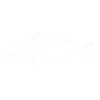 Red Drum