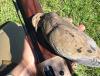 Dove Hunting in MD