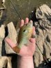 Maryland's Panfish